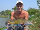 Yellow Catfish