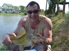 Yellow Catfish