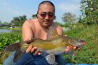Yellow Catfish