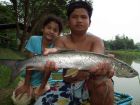Yellowcheek Carp