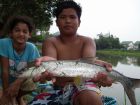 Yellowcheek Carp