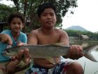 Yellowcheek Carp