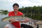 Yellowcheek Carp