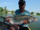 Tarpon