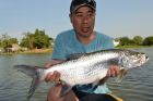Tarpon