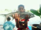Tarpon