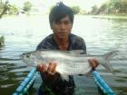 Tarpon