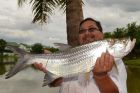 Tarpon