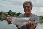 Tarpon