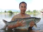 Tarpon