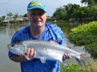 Tarpon