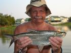 Tarpon