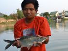 Tarpon
