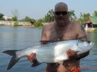 Tarpon