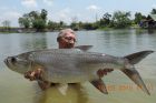 Tarpon