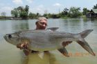 Tarpon