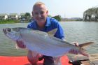 Tarpon