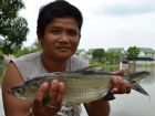 Tarpon