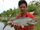 Tarpon