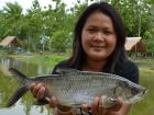 Tarpon