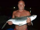 Tarpon
