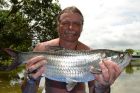 Tarpon