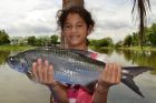 Tarpon