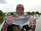 Tarpon