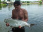 Tarpon