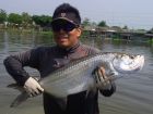 Tarpon