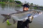 Tarpon