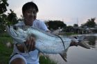 Tarpon
