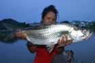 Tarpon