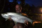 Tarpon