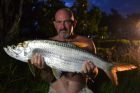 Tarpon