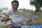 Tarpon