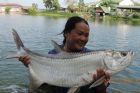 Tarpon