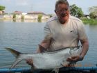Tarpon