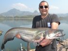 Wallago Attu