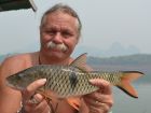 Eye Spot Barb