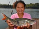 Eye Spot Barb