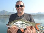 Eye Spot Barb