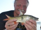Eye Spot Barb