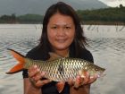 Eye Spot Barb