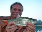 Hampala Barb