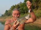 Hampala Barb