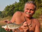 Hampala Barb