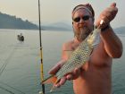 Hampala Barb