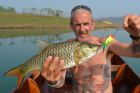 Hampala Barb