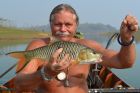 Hampala Barb
